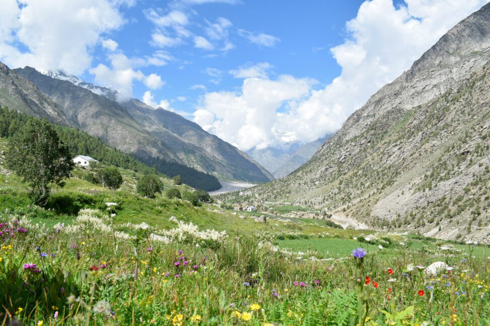 Large mountain valley with flowers